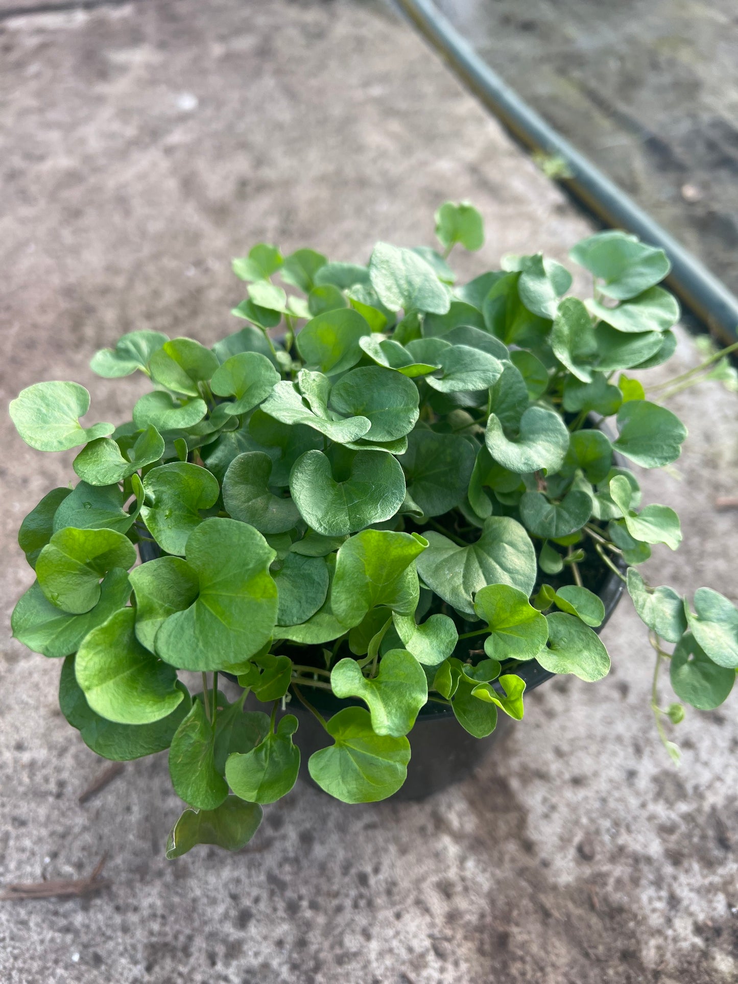 Dichondra repens image 2