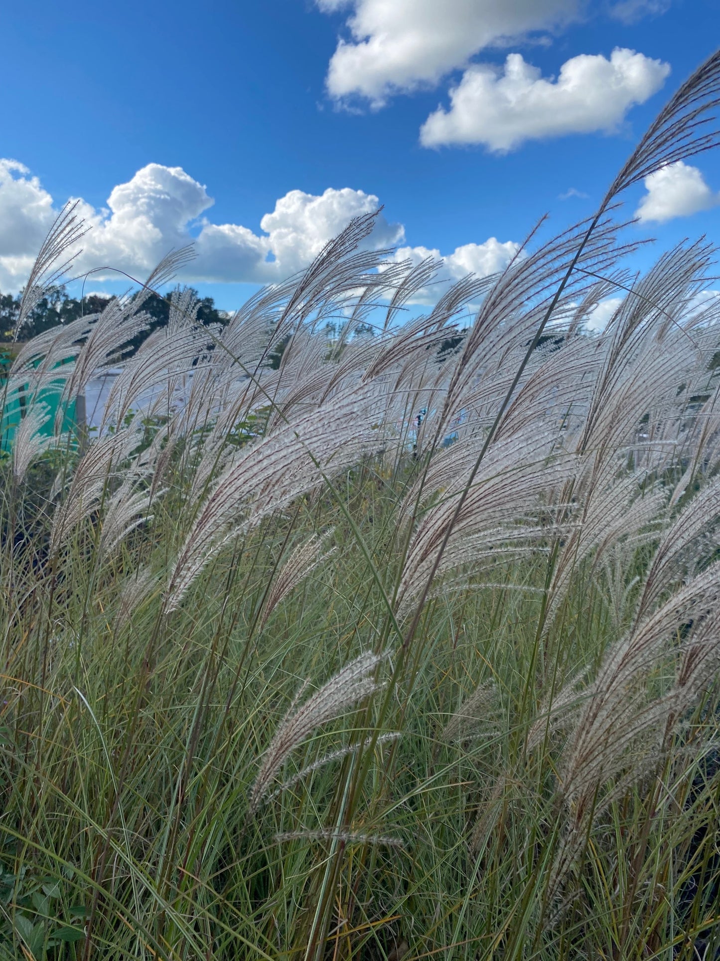 Miscanthus 'Morning Light' image 0