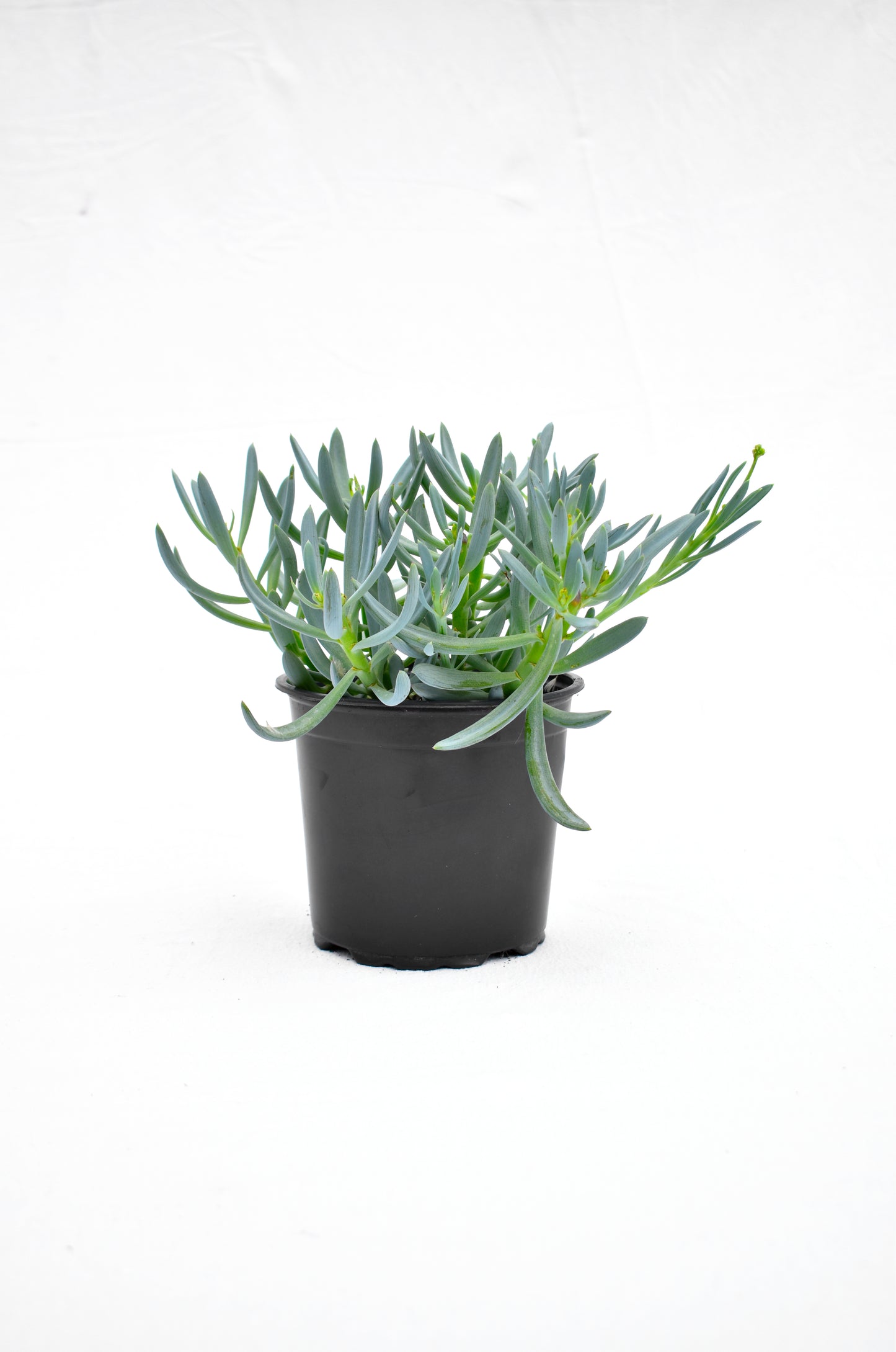 Senecio serpens image 0
