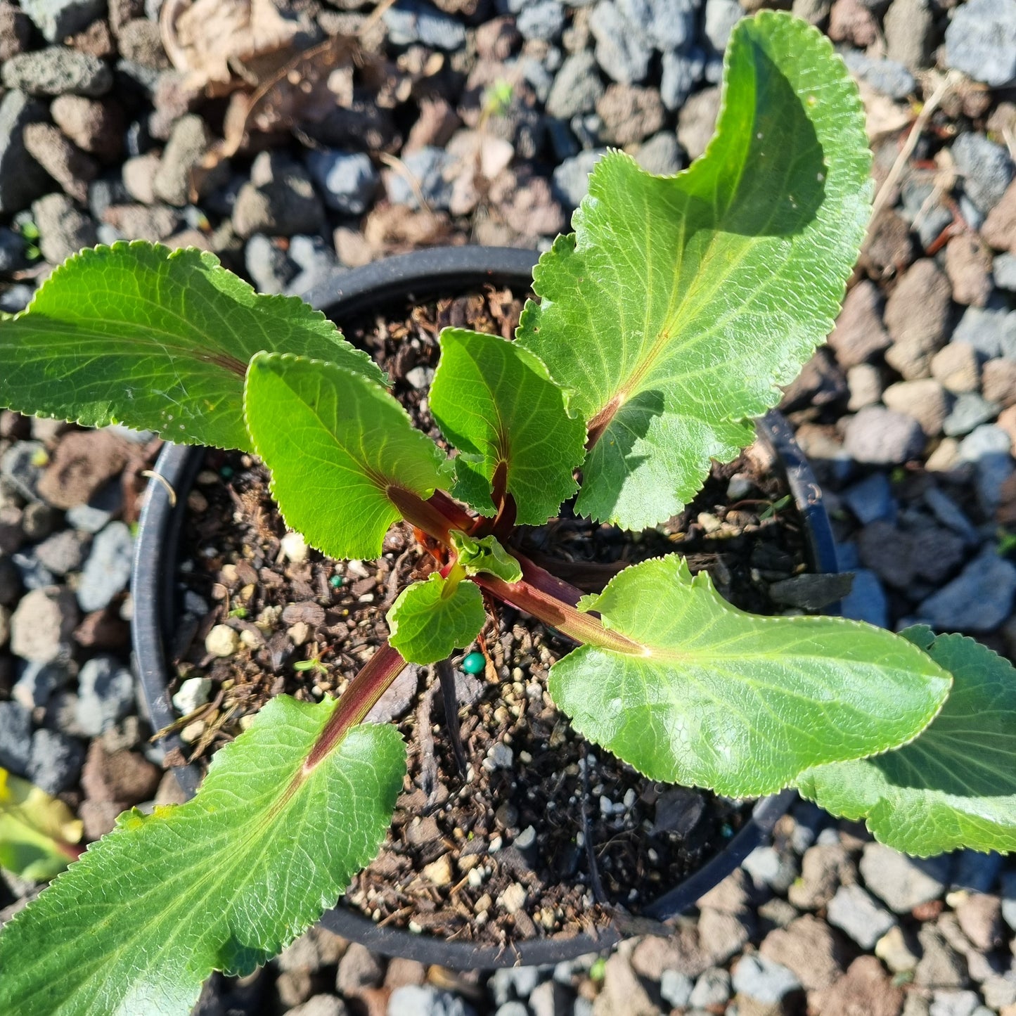 Eryngium planum 1.5L