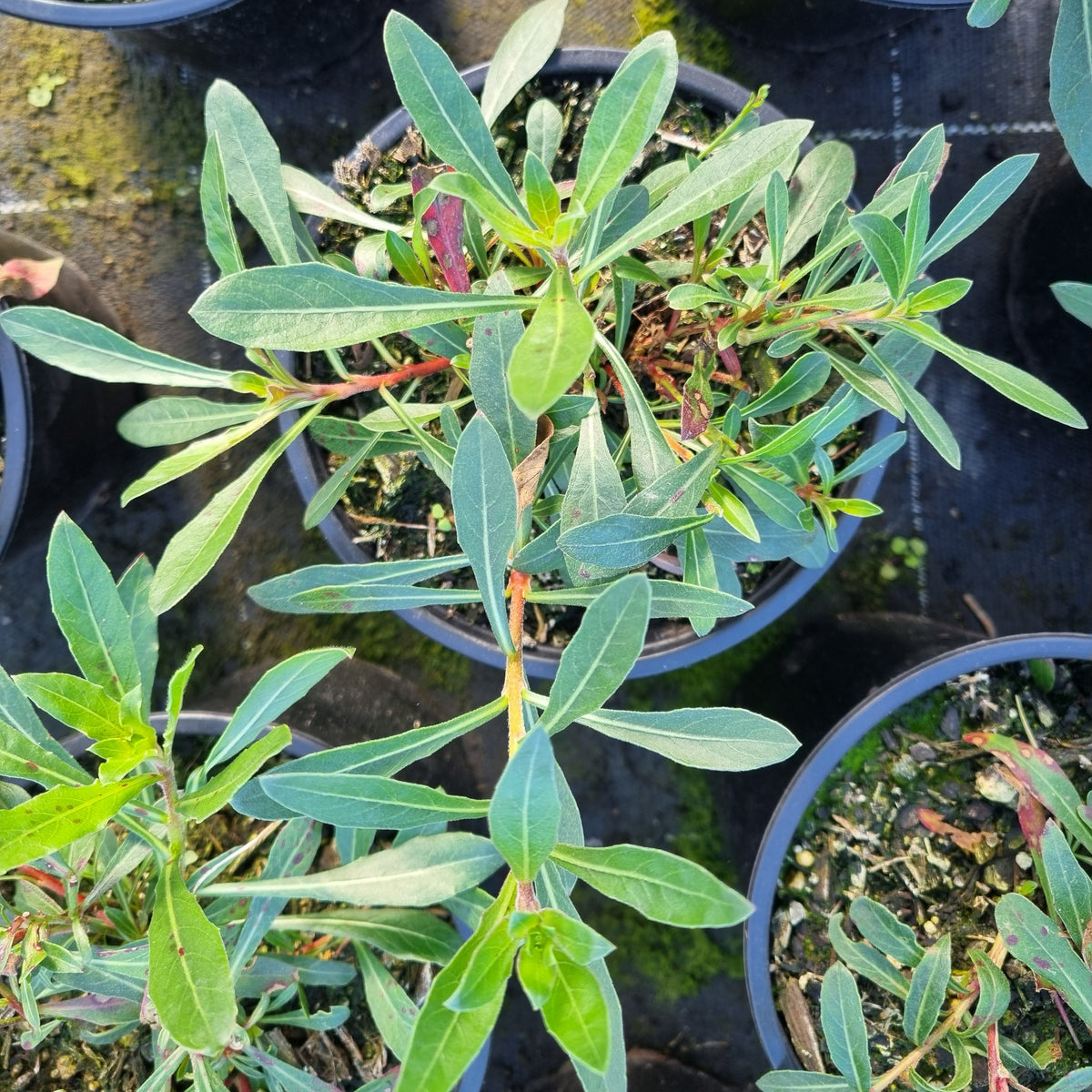 Gaura 'Sparkle White' 1.5L