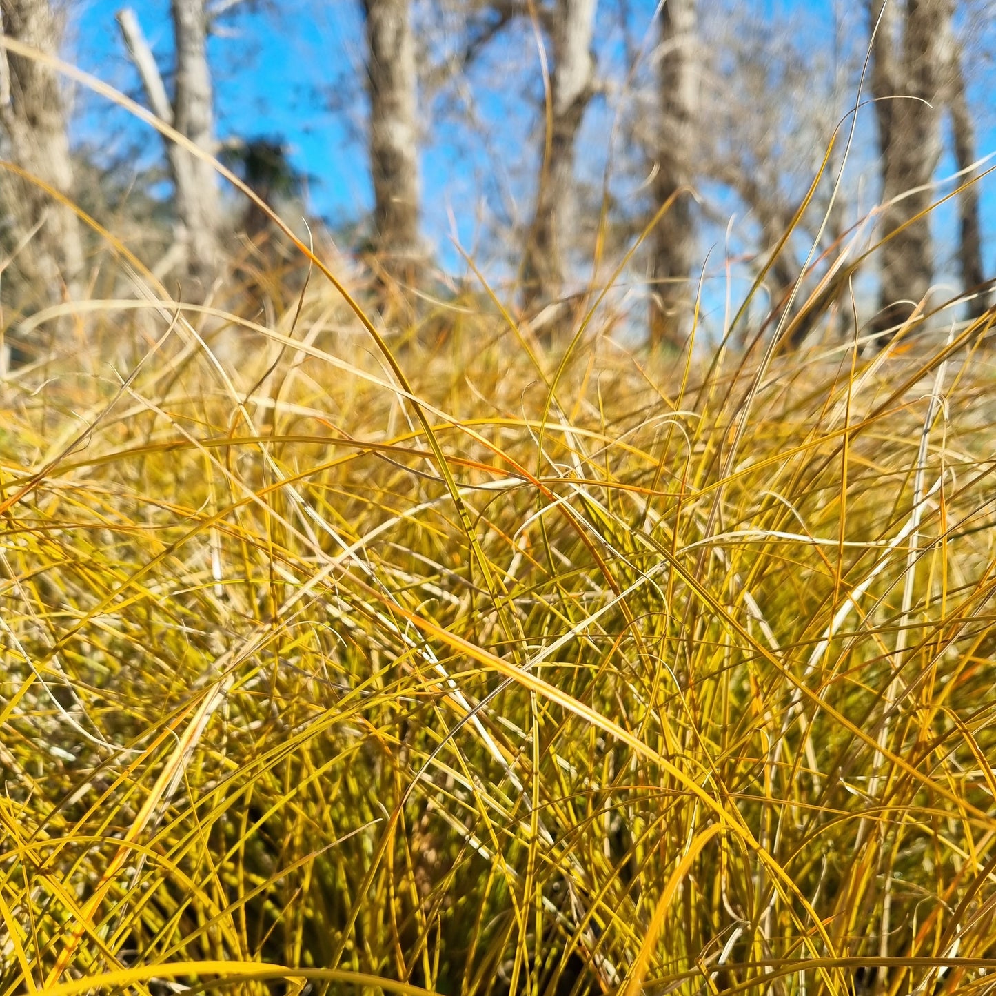 Carex testacea 1.5L