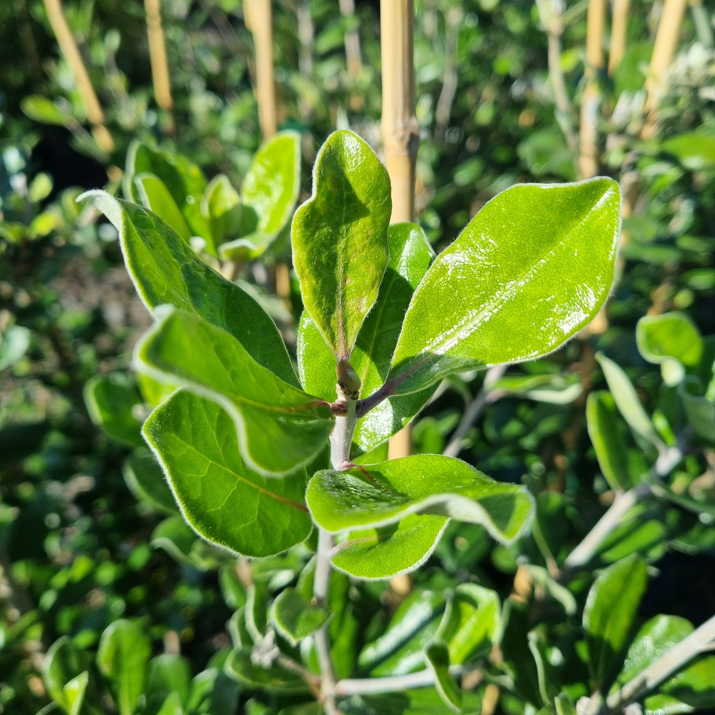 Pittosporum crassifolium 1.5L