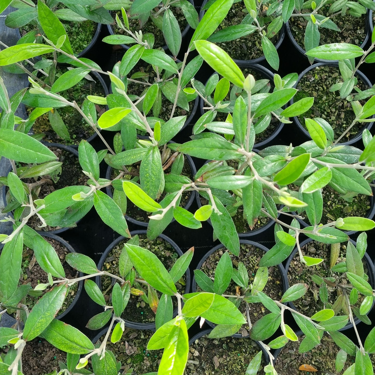 Corokia 'Geenty's Giant' 1.5L