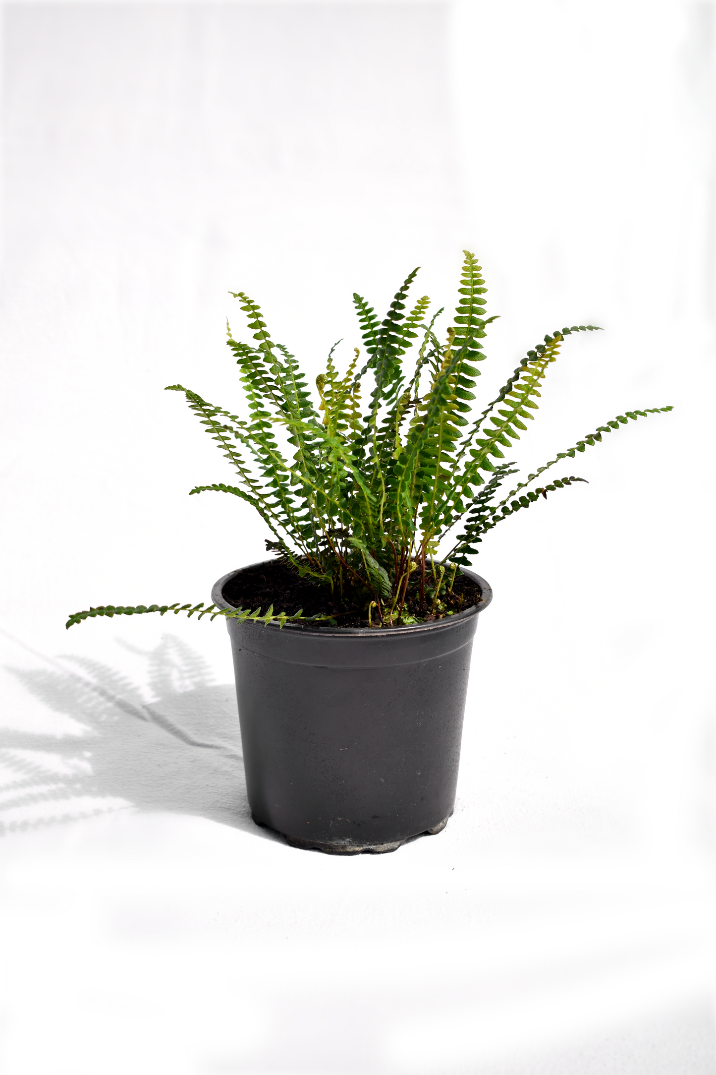Blechnum penna-marina image 0