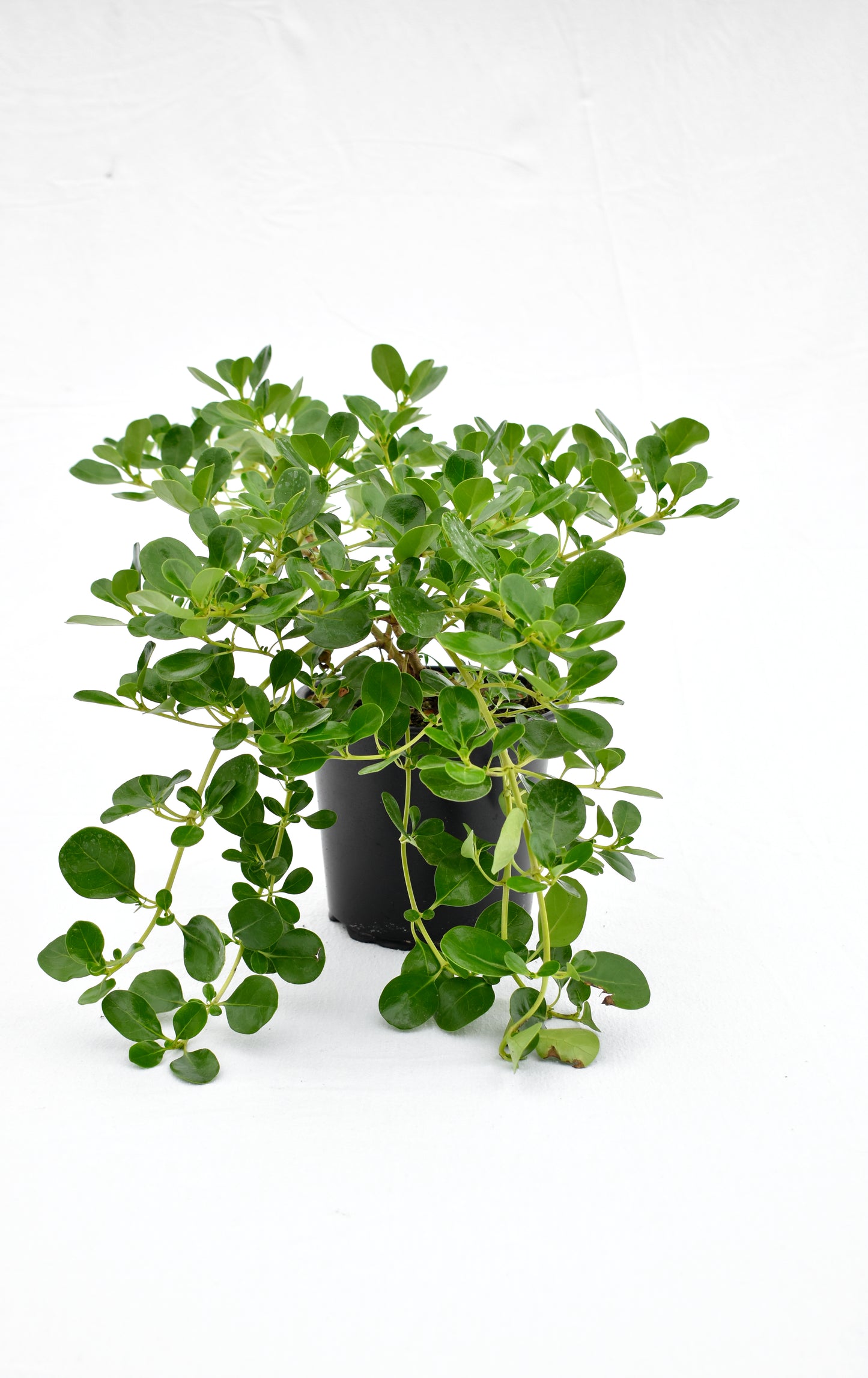 Coprosma repens Poor Knights image 0