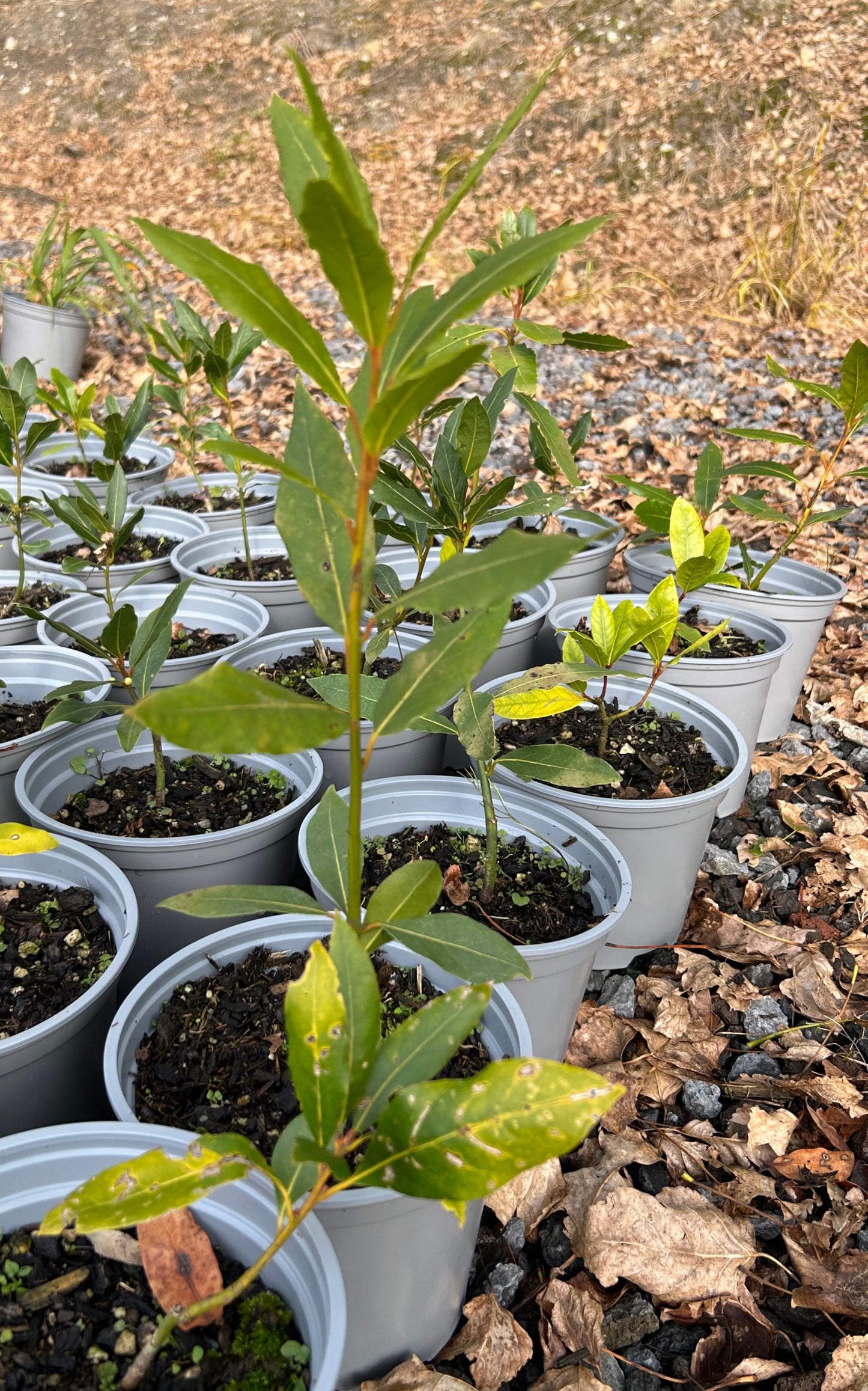 Laurus nobilis 8l image 0
