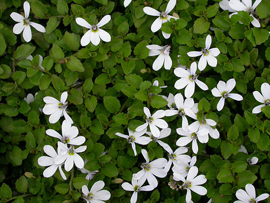 Pratia angulata image 0