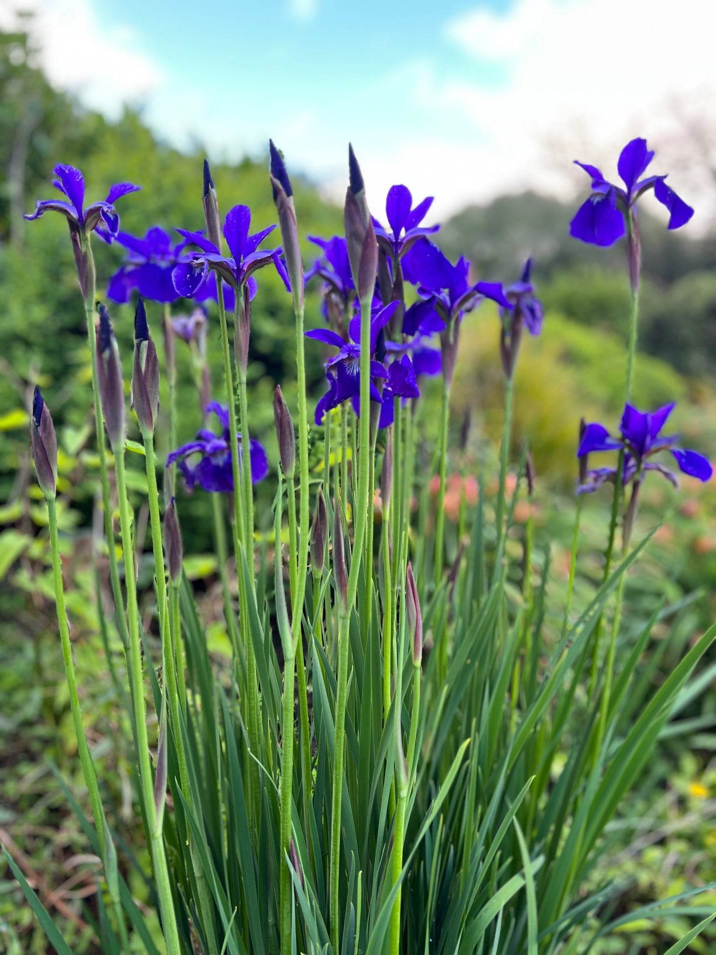 Iris sibirica image 1
