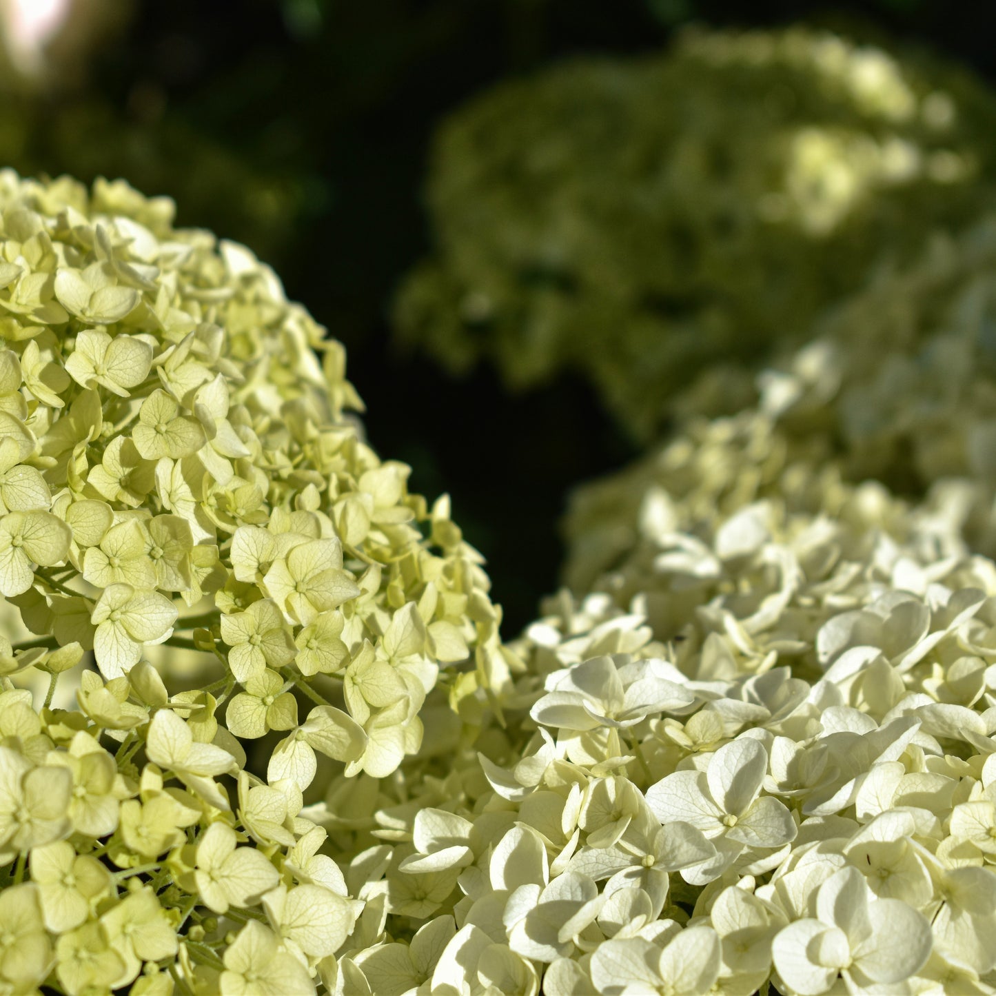 Hydrangea 'Annabelle' 5L