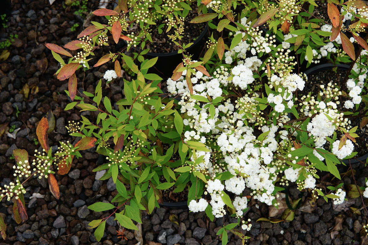 Spiraea cantoniensis 5L
