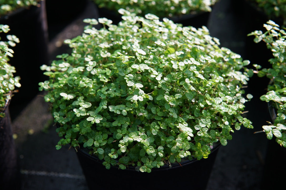 Soleirolia soleirolii 1.5L