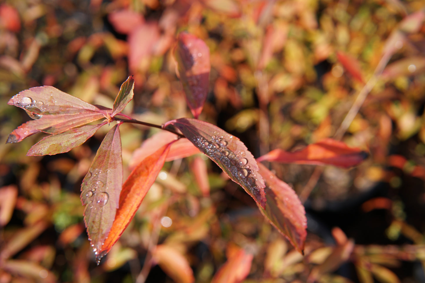Spiraea cantoniensis 1.5L