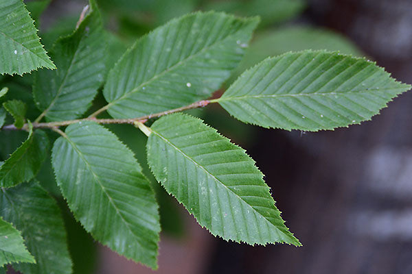 Carpinus betulus 'Fastigiata' image 1