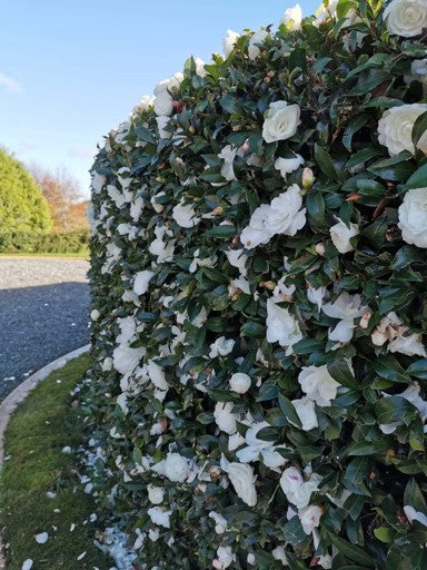 Camellia sasanqua 'Early Pearly' image 0