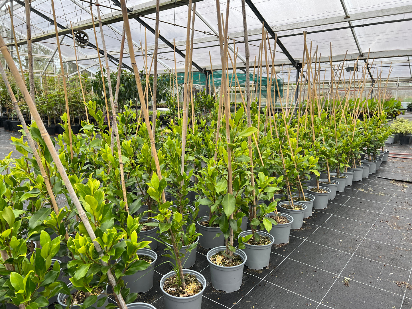 Ficus tuffi image 1