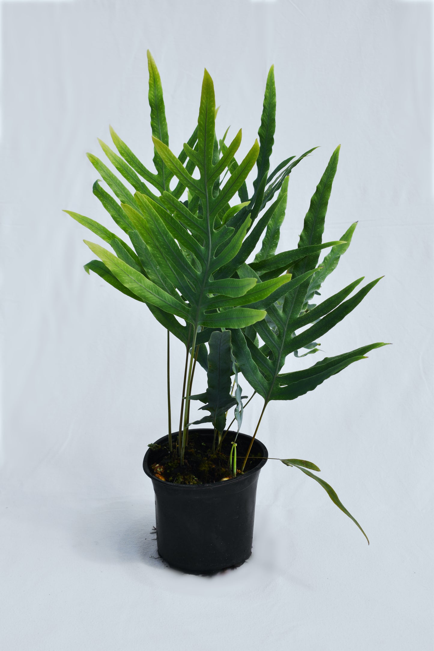 Phlebodium Aureum 'blue Star' (blue Star Fern) image 0