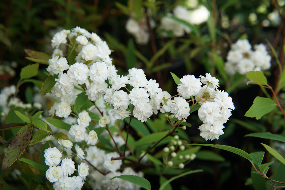 Spiraea cantoniensis 1.5L