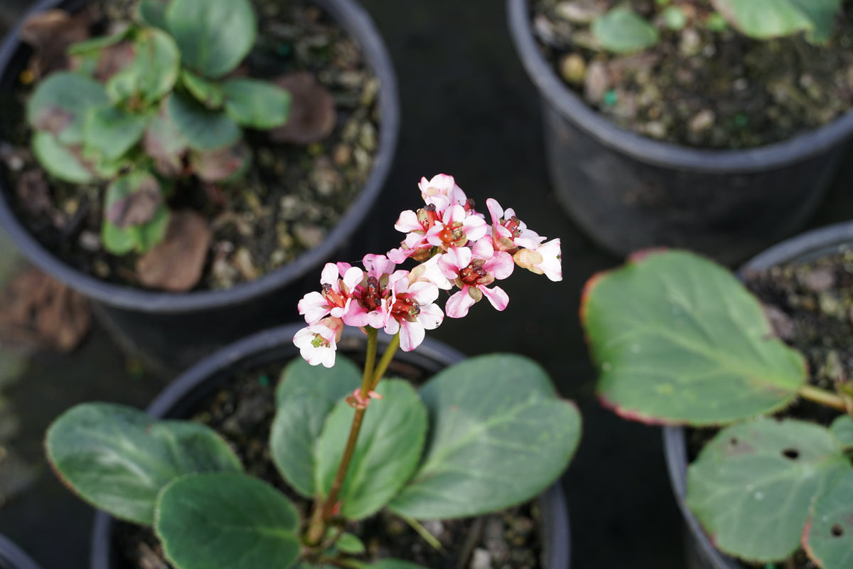 Bergenia 'Pink Snow Cloud' 1.5L