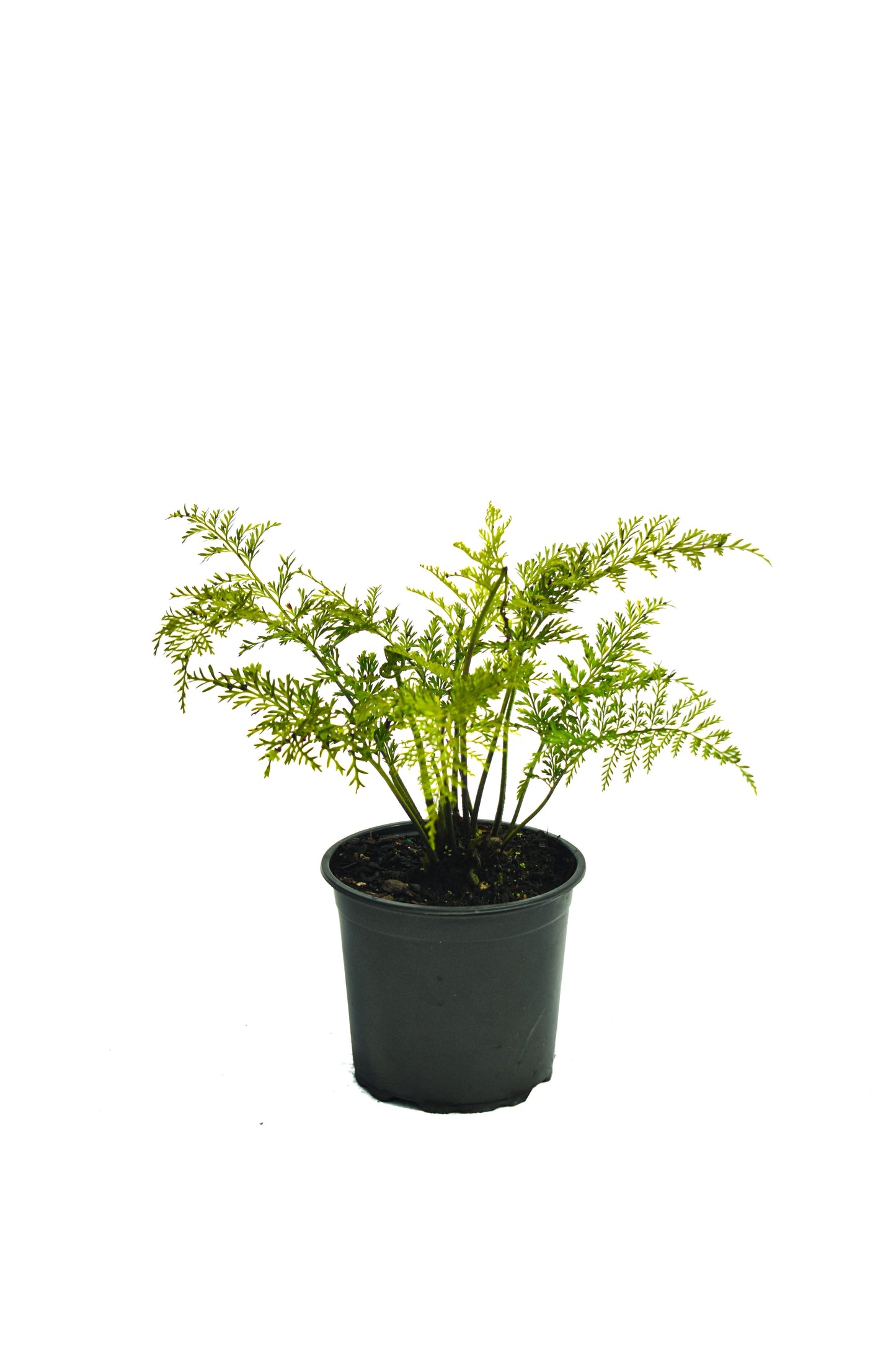 Asplenium bulbiferum 1.5L