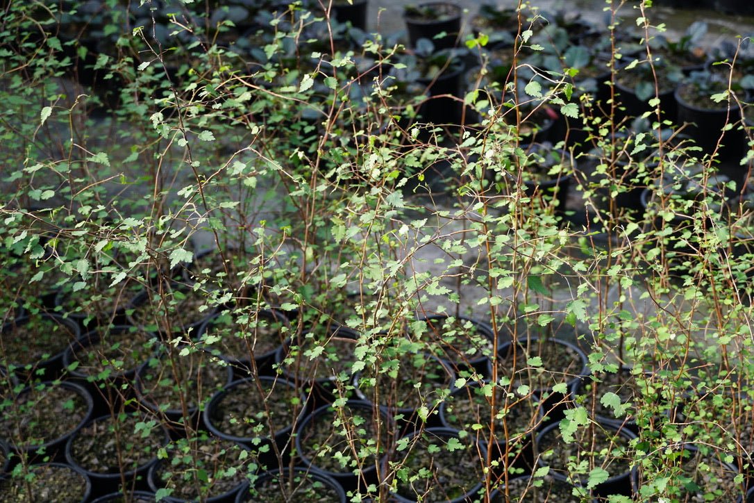 Plagianthus regius 1.5L