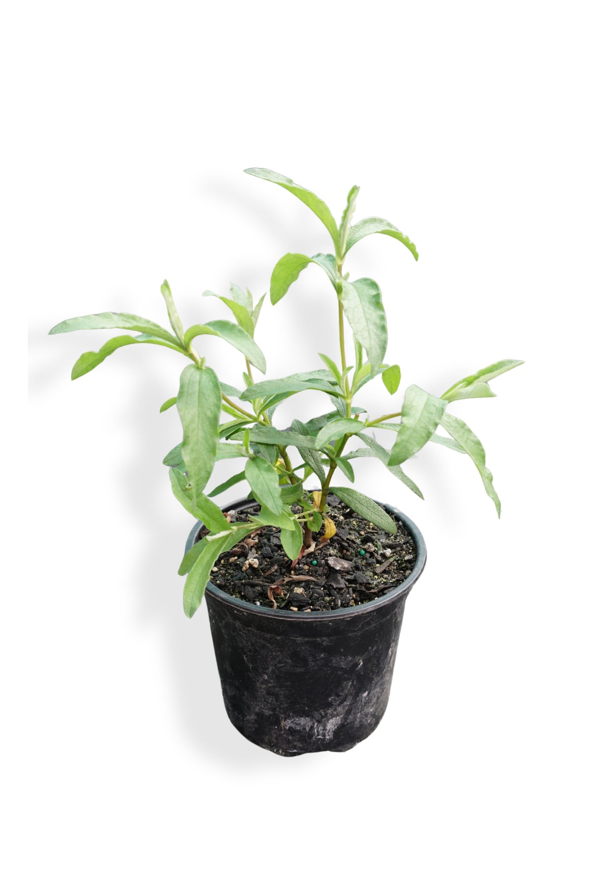 Cistus 'Brilliancy' 1.5L
