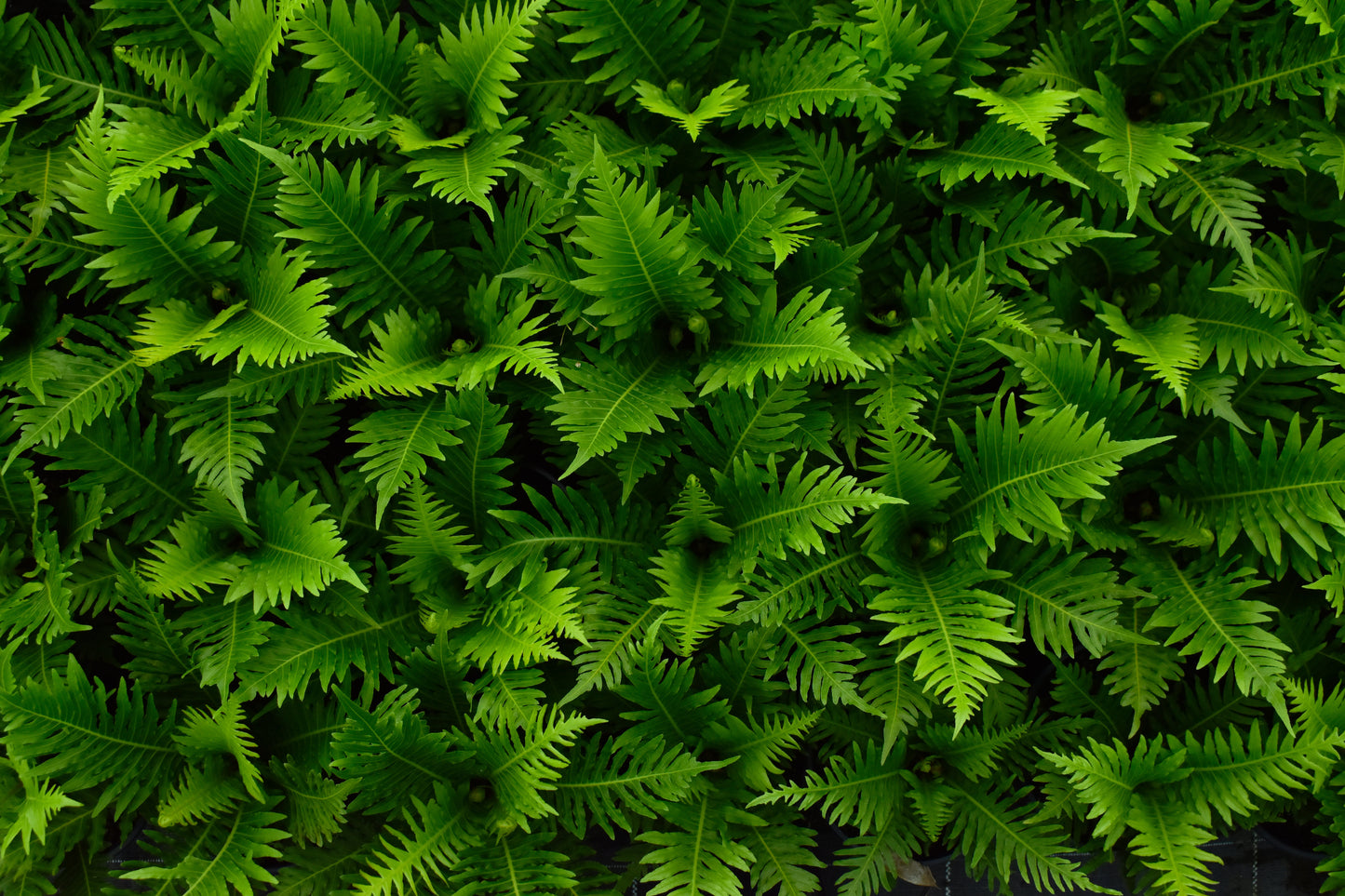 Blechnum gibbum 'Silver Lady' 3.5L image 5