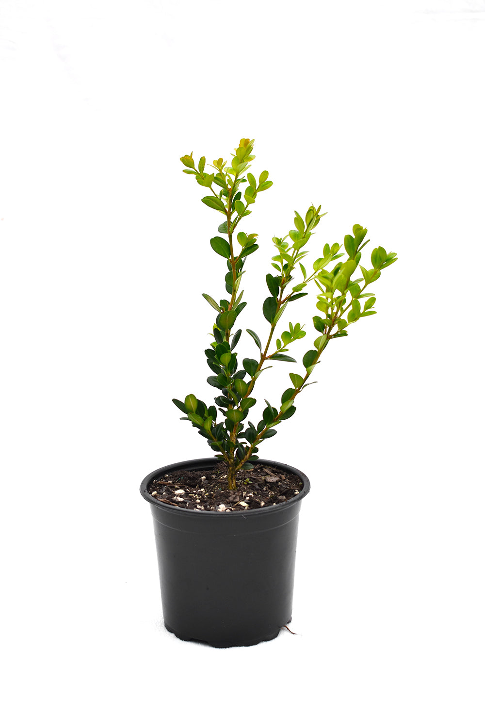 Buxus 'Green Gem' 1.5L
