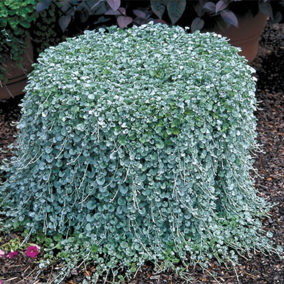 Dichondra 'Silver Falls' image 3