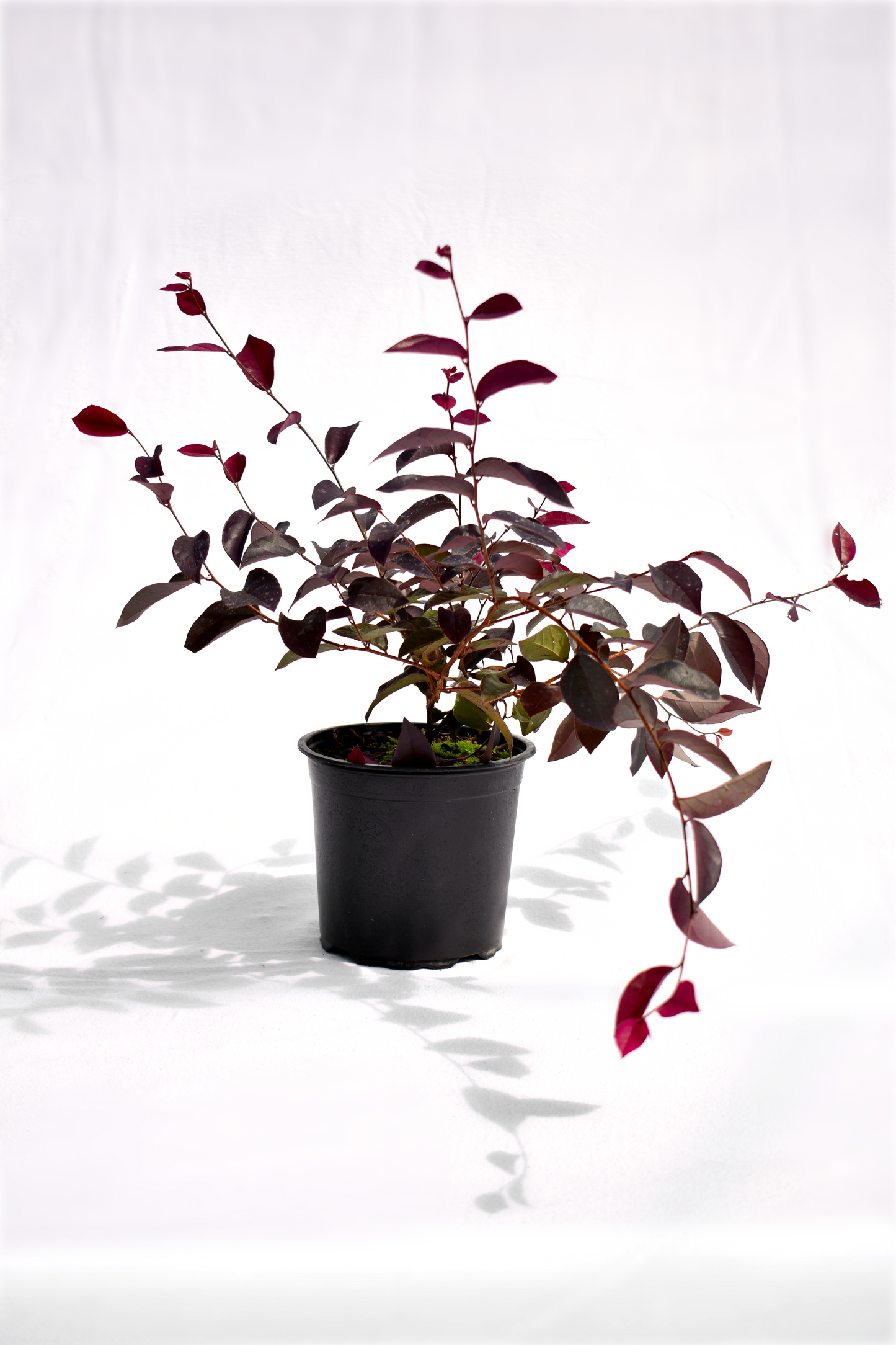 Loropetalum 'Za Dee Doo' image 1