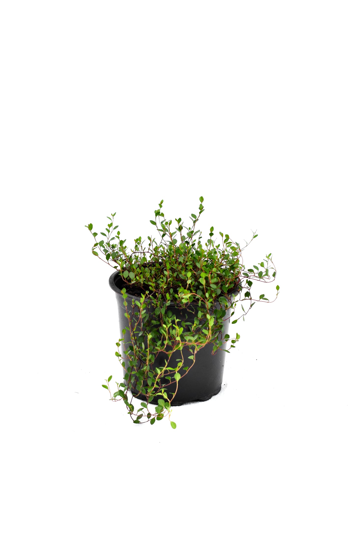 Muehlenbeckia axillaris image 1