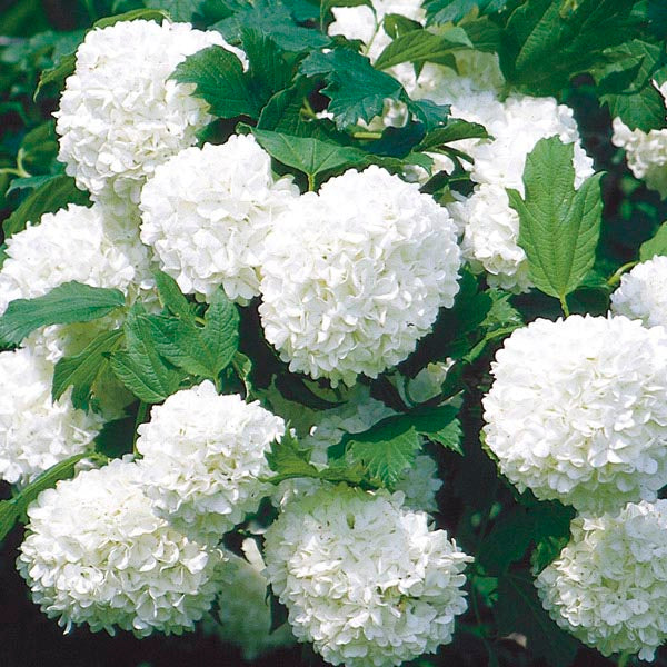 Viburnum opulus 'Sterile' 25l image 0