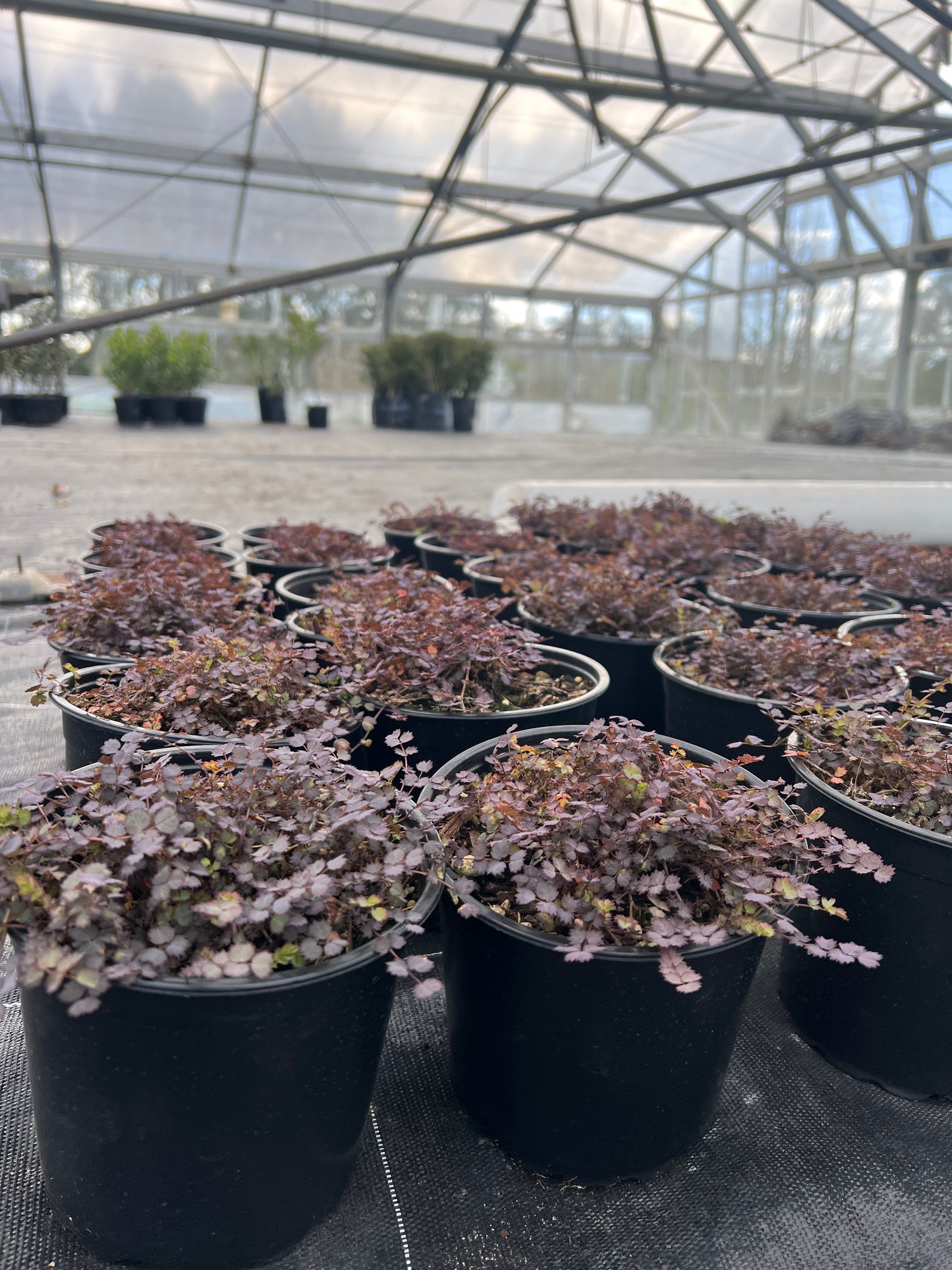 Acaena inermis Purpurea image 2