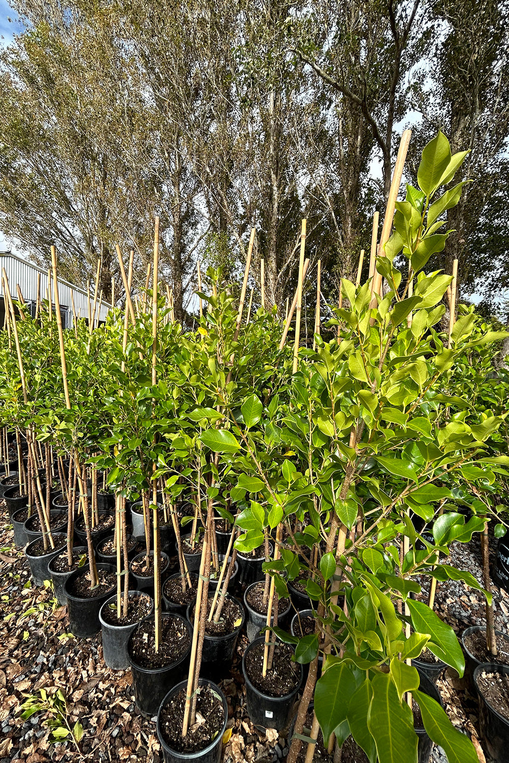 Ficus Tuffi 25L