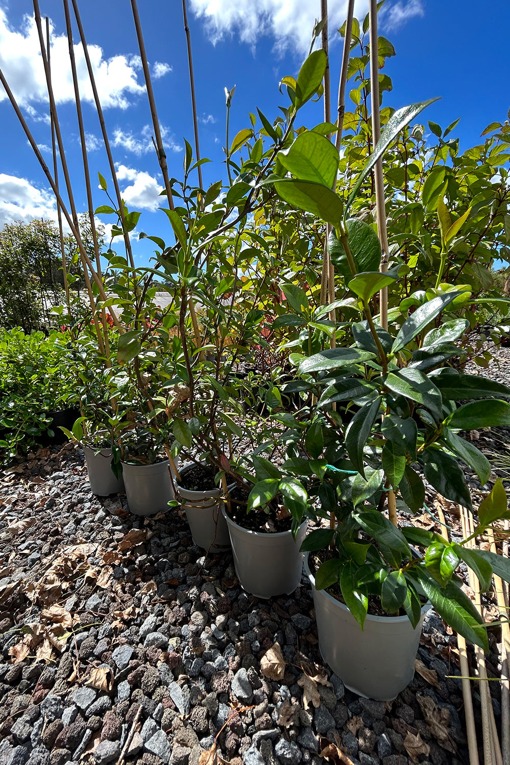 Trachelospermum Jasminoides Canned 1.5L