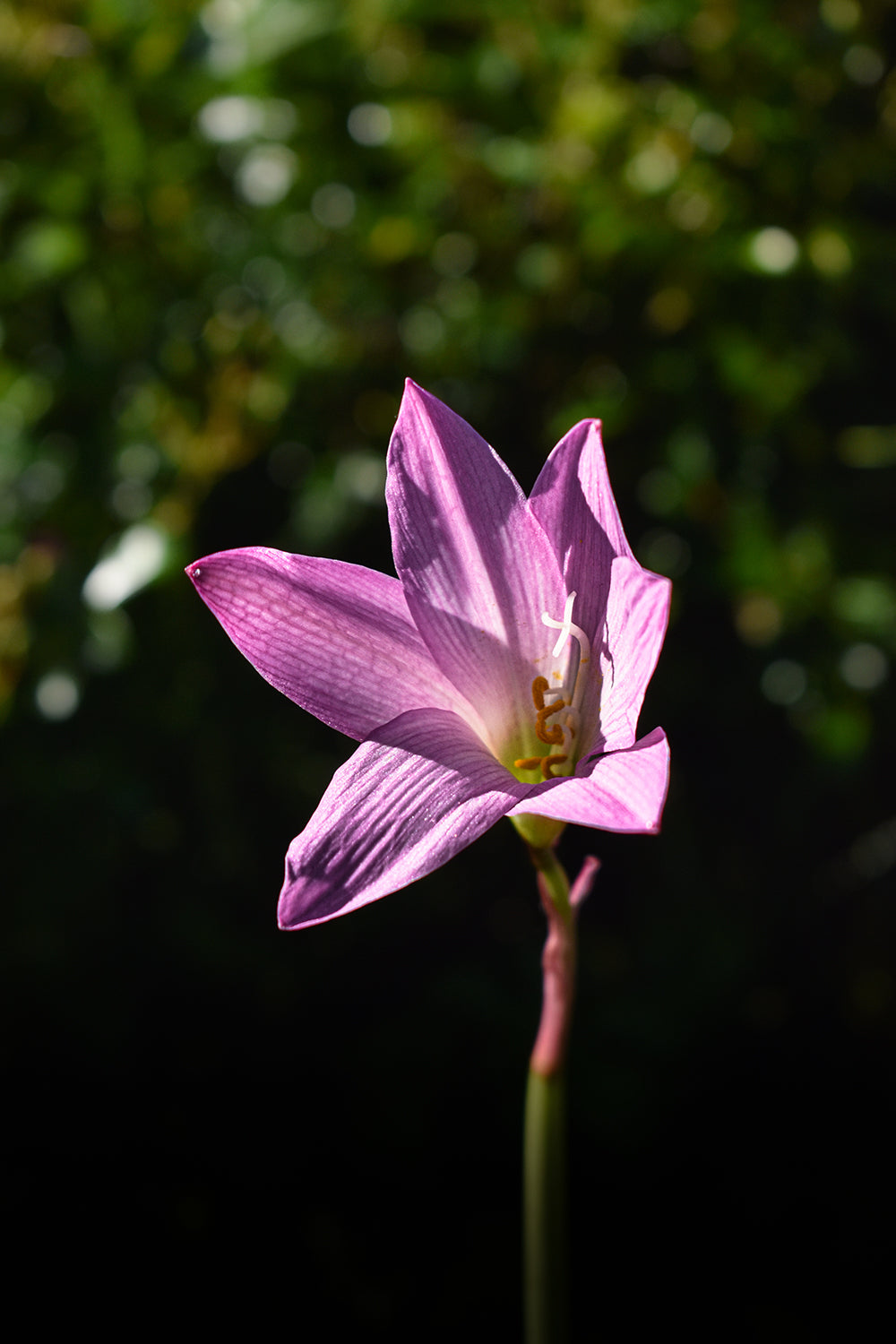 Zephyranthes John Fellers