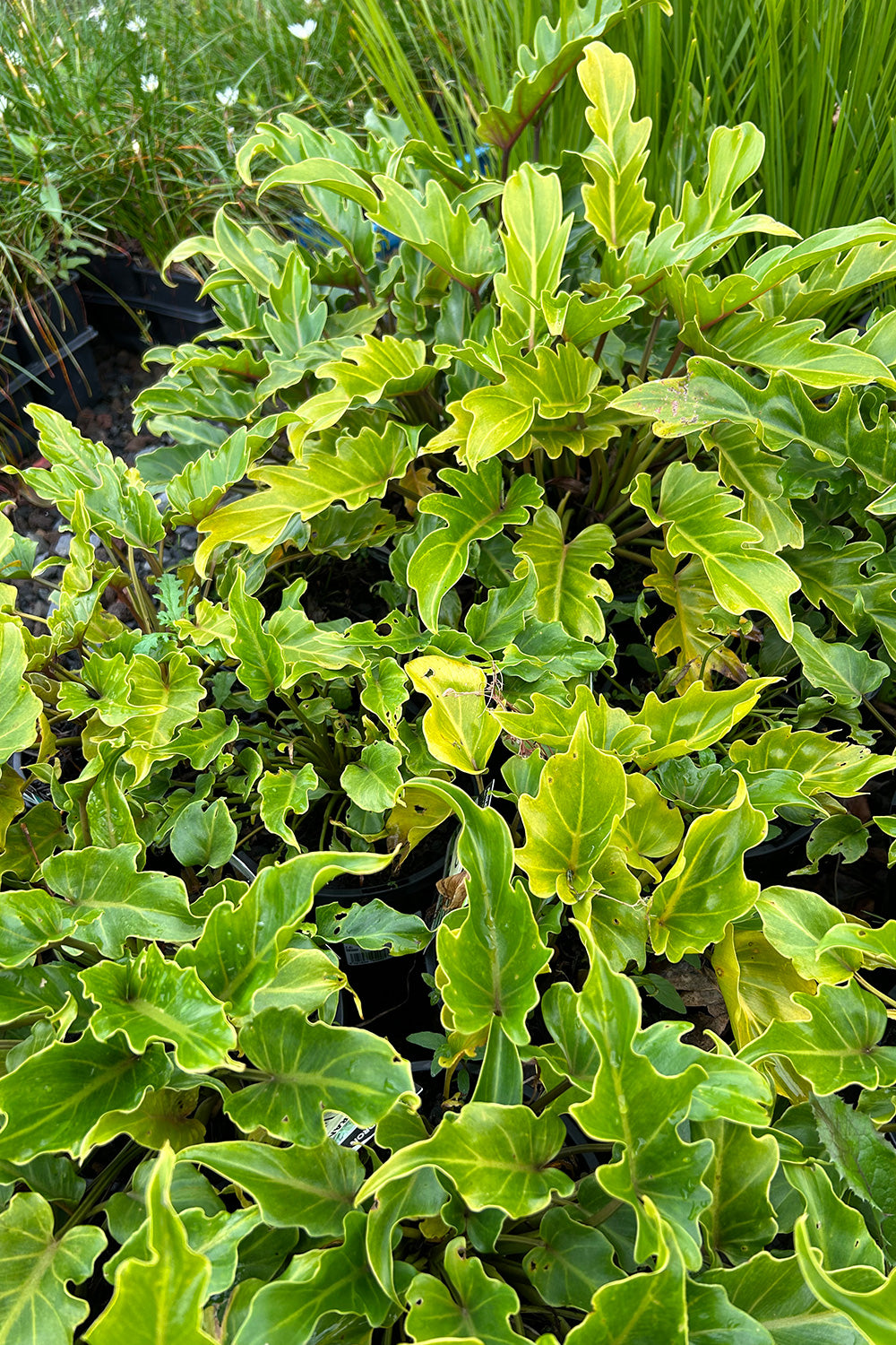 Philodendron Xanadu