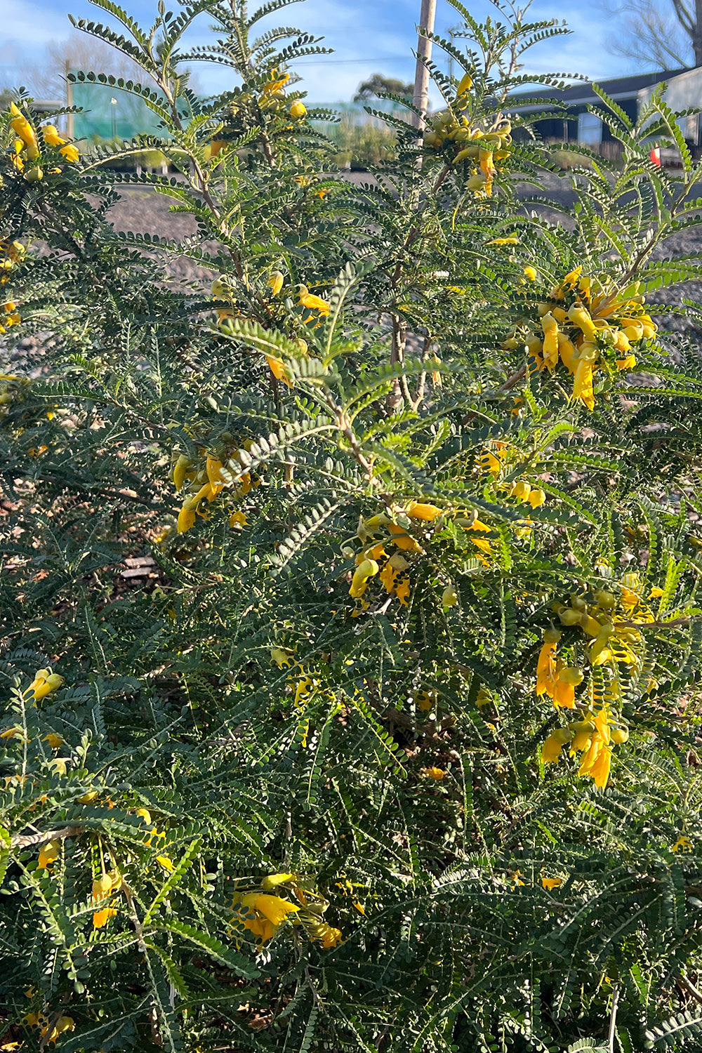 Sophora Molloyi 'Dragons Gold' 25l