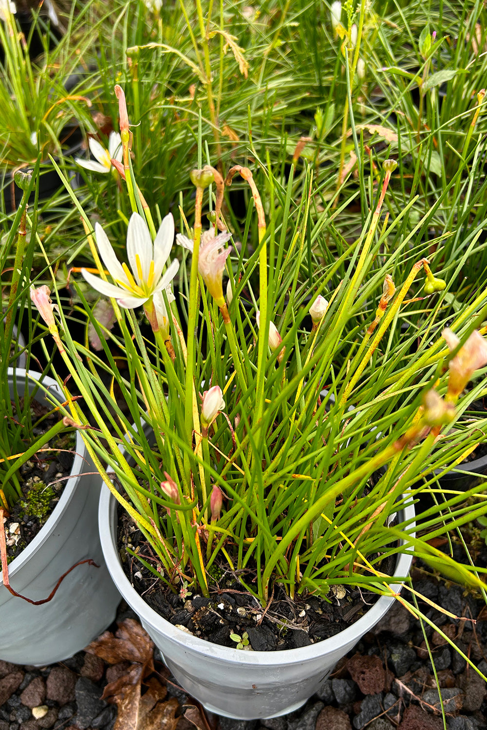 Zephyranthes Candida 2L