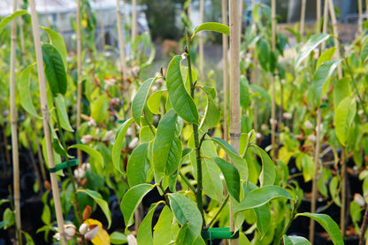 Michelia 'Bubbles' 25L