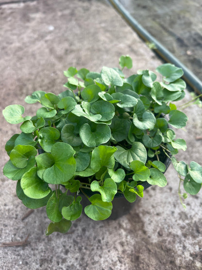 Dichondra repens image 2