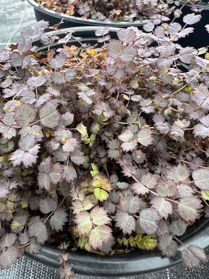 Acaena inermis Purpurea image 1