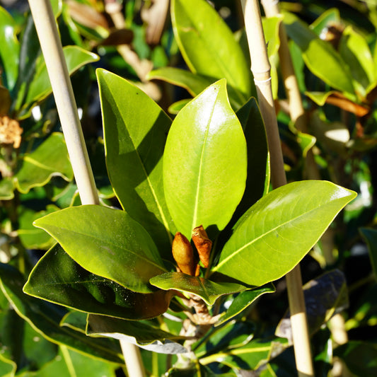 Magnolia 'Little Gem' 5L