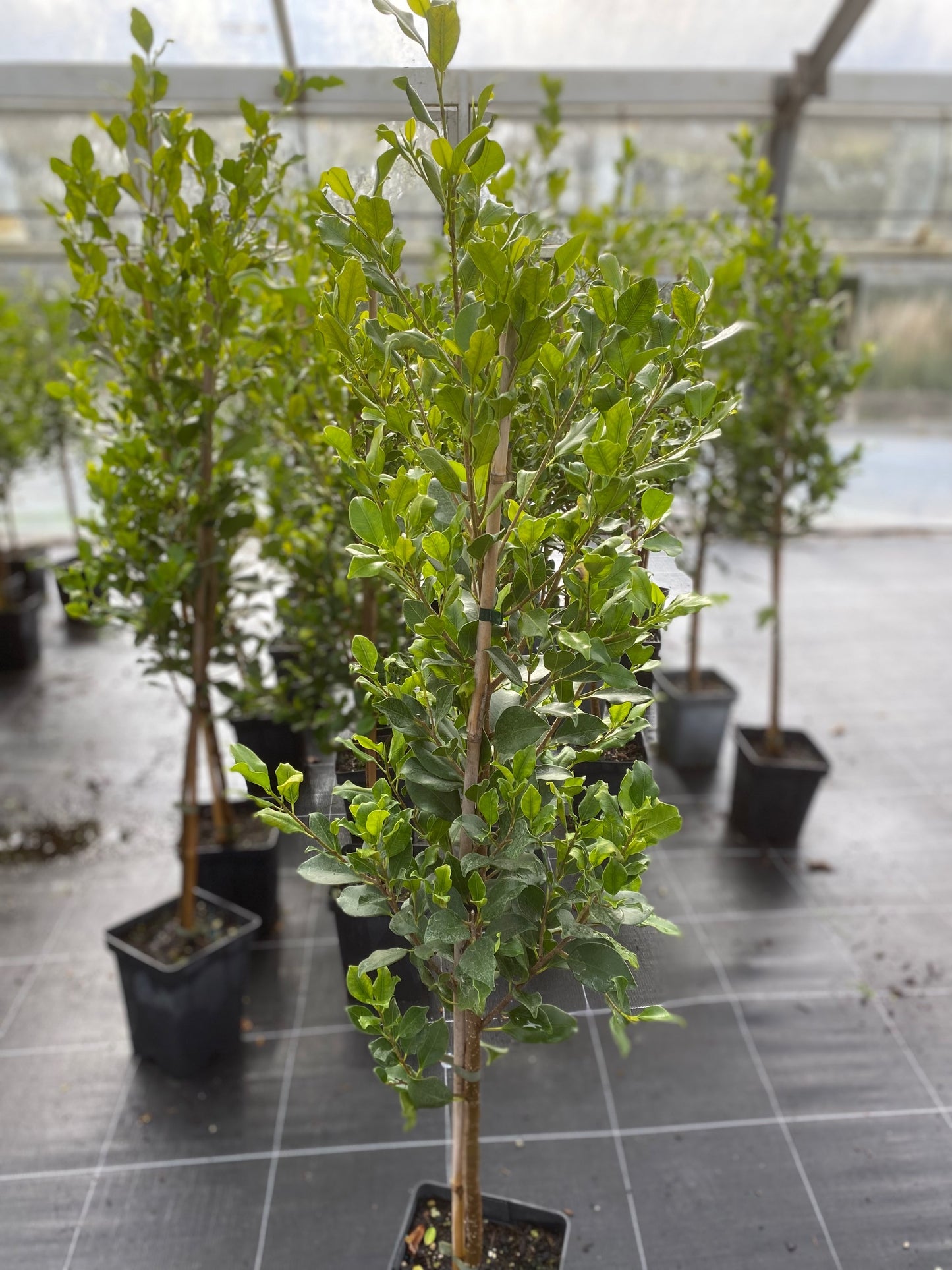 Ficus tuffi image 1
