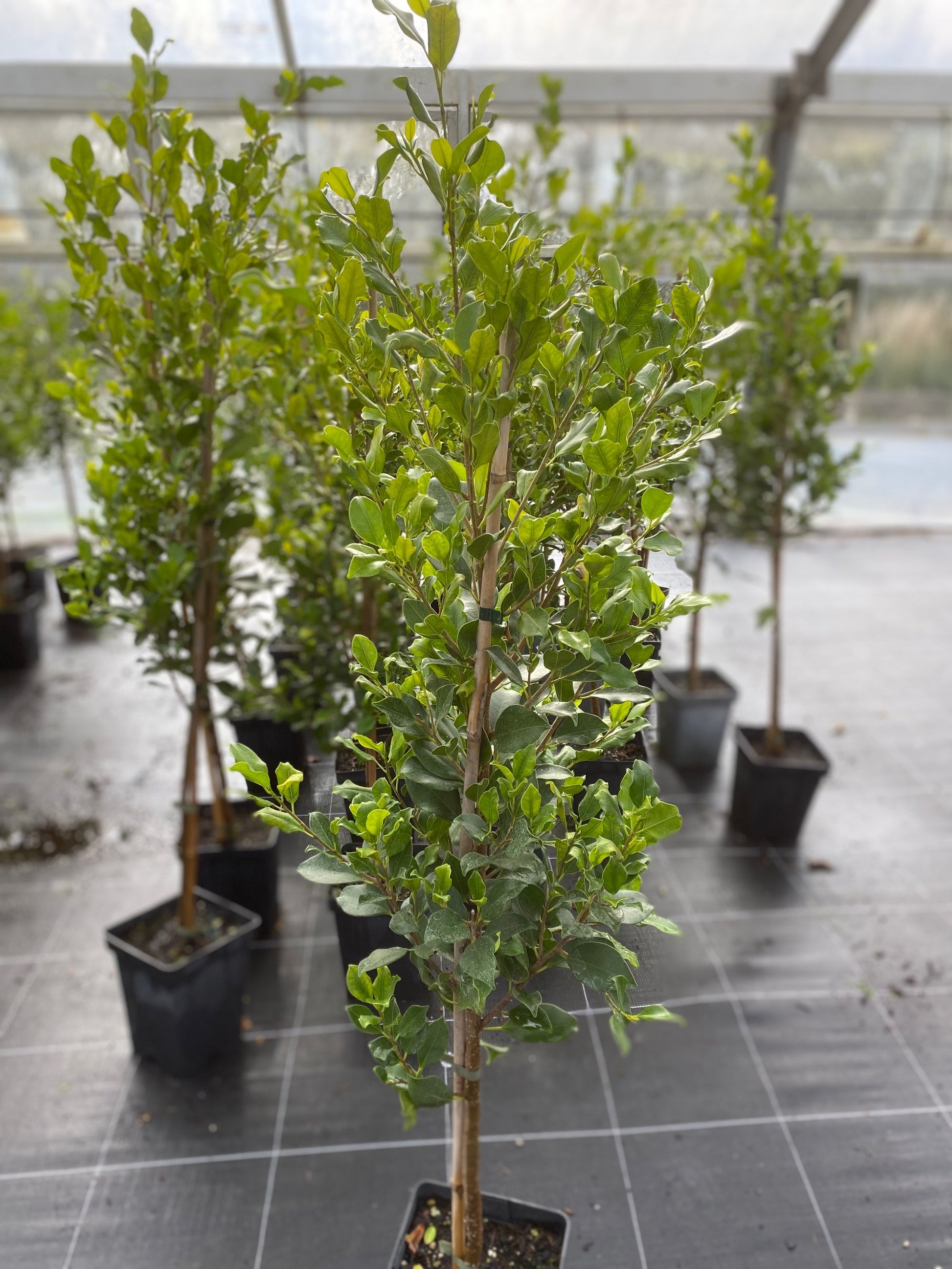 Ficus tuffi image 1