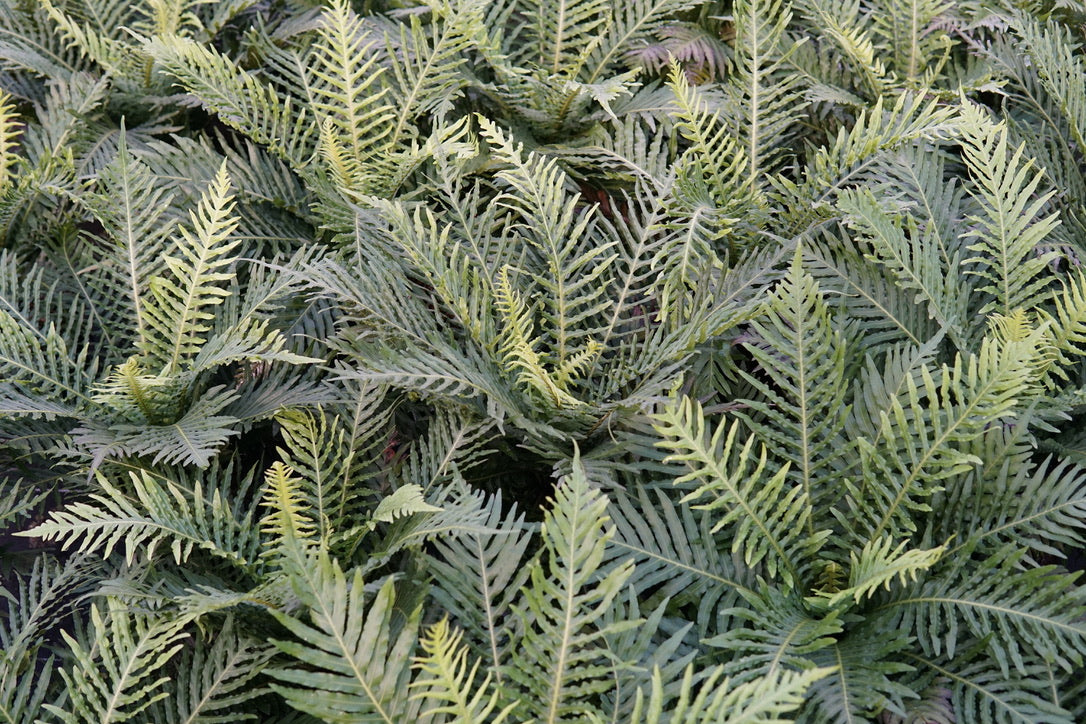 Blechnum gibbum 'Silver Lady' 1.5L