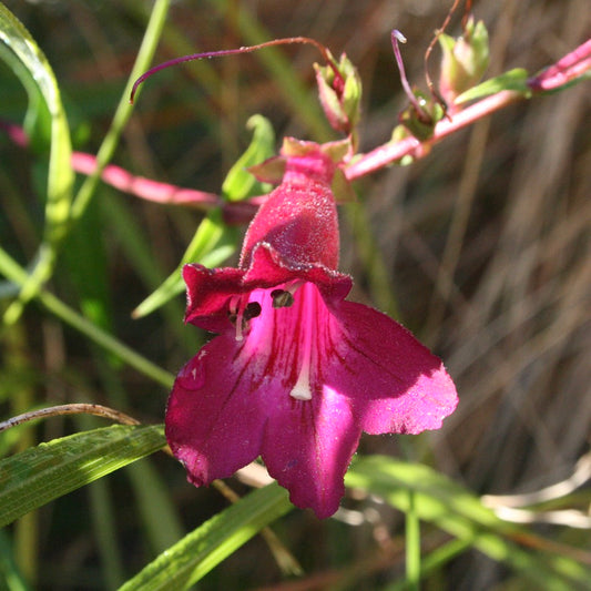 Penstemon 'Blackbird' 1.5L