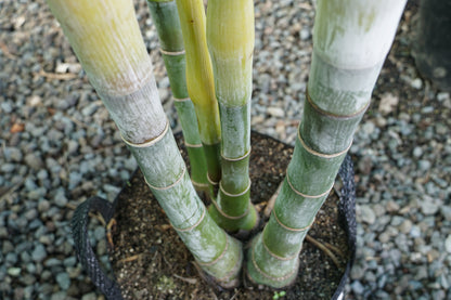 Dypsis baronii 35L