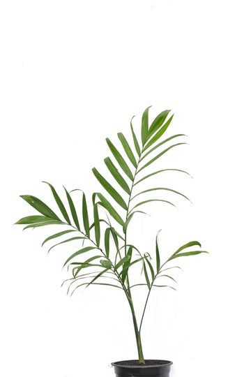 Chamaedorea costaricana 5L