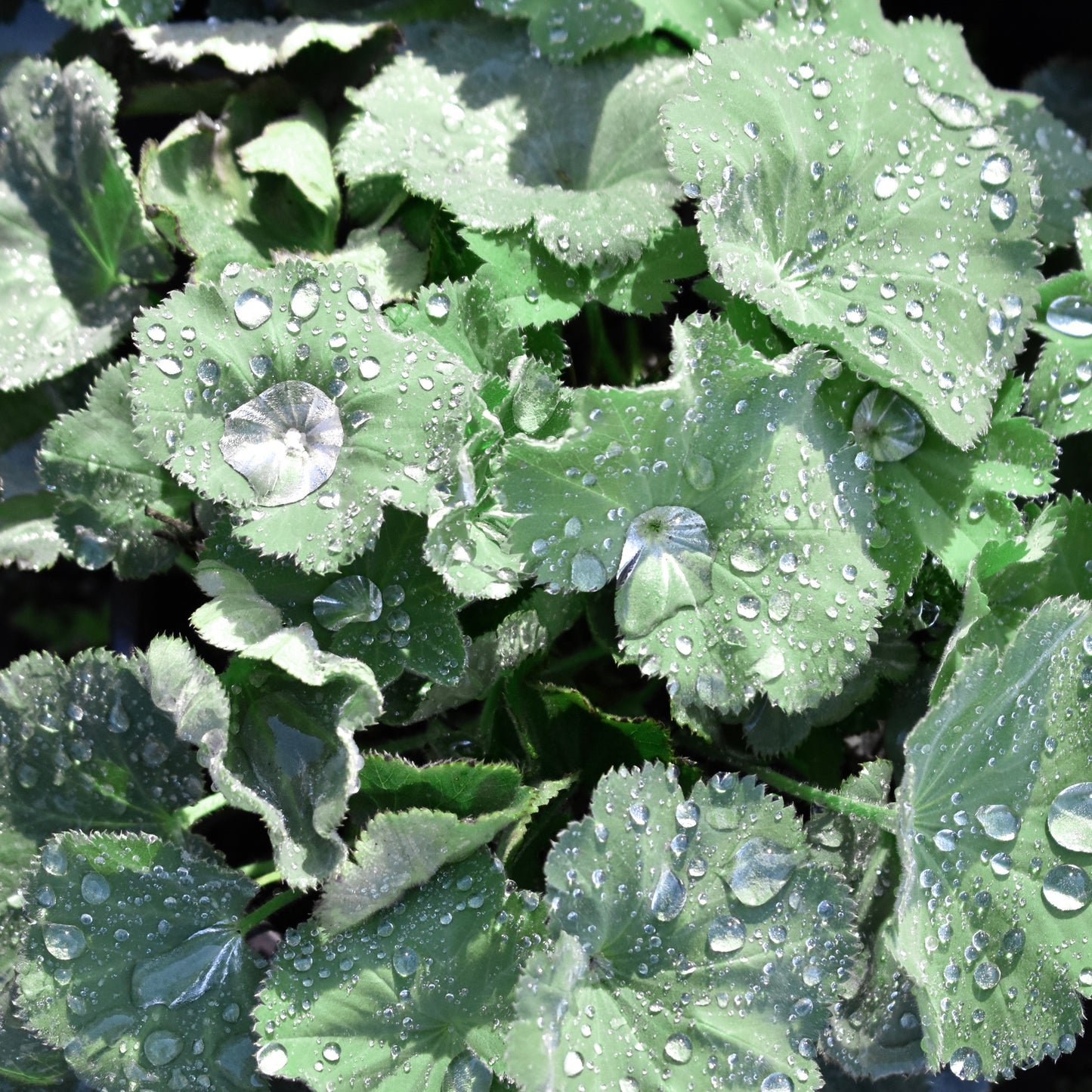 Alchemilla mollis 'Thriller' 1.5L